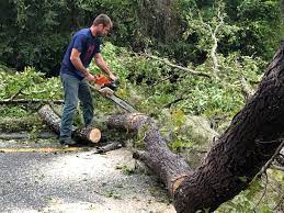 How Our Tree Care Process Works  in  Niagara University, NY