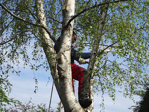 Niagara University, NY Tree Removal Services Company